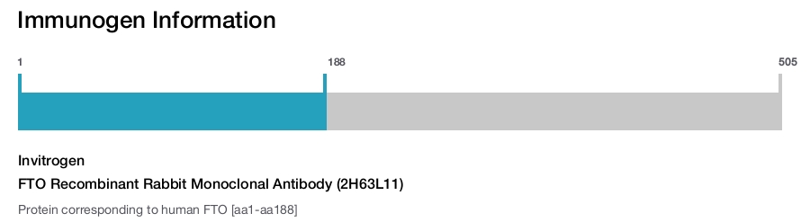 FTO Recombinant Rabbit Monoclonal Antibody (2H63L11)