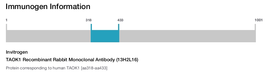 TAOK1 Recombinant Rabbit Monoclonal Antibody (13H2L16)