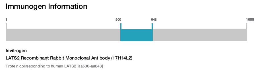 LATS2 Recombinant Rabbit Monoclonal Antibody (17H14L2)