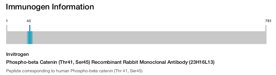 Phospho-beta Catenin (Thr41, Ser45) Recombinant Rabbit Monoclonal Antibody (23H16L13)