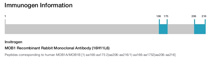 MOB1 Recombinant Rabbit Monoclonal Antibody (16H11L6)