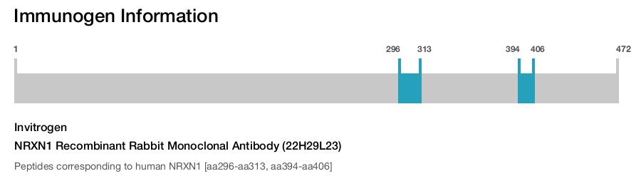 NRXN1 Recombinant Rabbit Monoclonal Antibody (22H29L23)