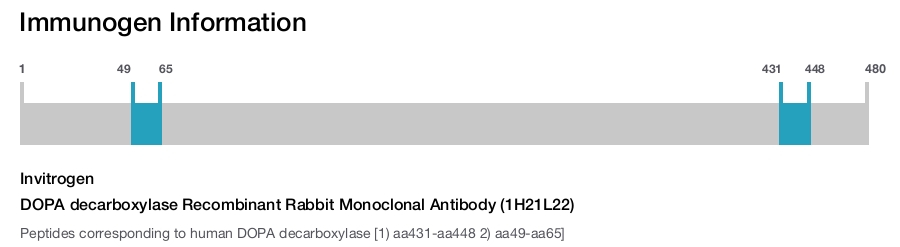 DOPA decarboxylase Recombinant Rabbit Monoclonal Antibody (1H21L22)