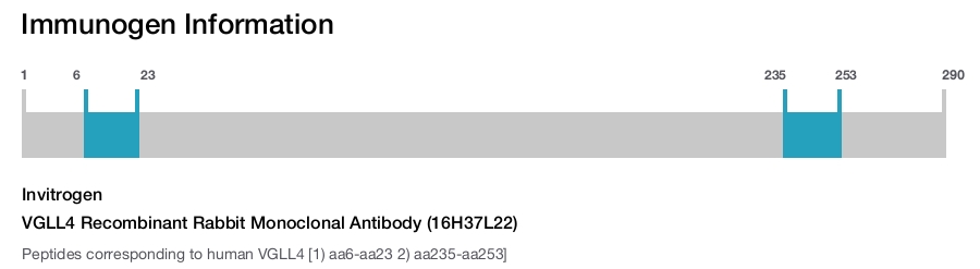 VGLL4 Recombinant Rabbit Monoclonal Antibody (16H37L22)