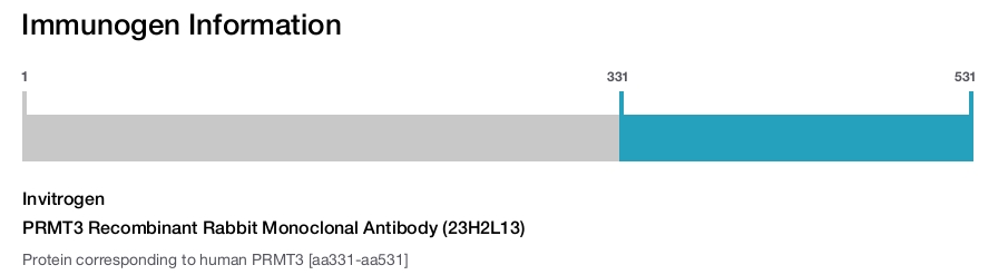 PRMT3 Recombinant Rabbit Monoclonal Antibody (23H2L13)