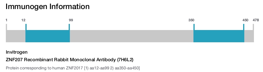 ZNF207 Recombinant Rabbit Monoclonal Antibody (7H6L2)