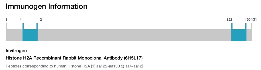 Histone H2A Recombinant Rabbit Monoclonal Antibody (6H5L17)