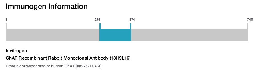 ChAT Recombinant Rabbit Monoclonal Antibody (13H9L16)