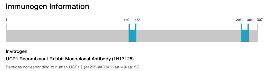 UCP1 Recombinant Rabbit Monoclonal Antibody (1H17L25)