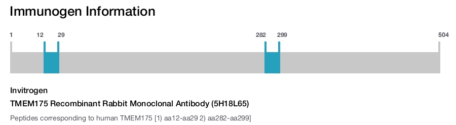 TMEM175 Recombinant Rabbit Monoclonal Antibody (5H18L65)