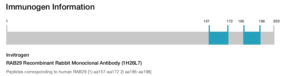 RAB29 Recombinant Rabbit Monoclonal Antibody (1H26L7)
