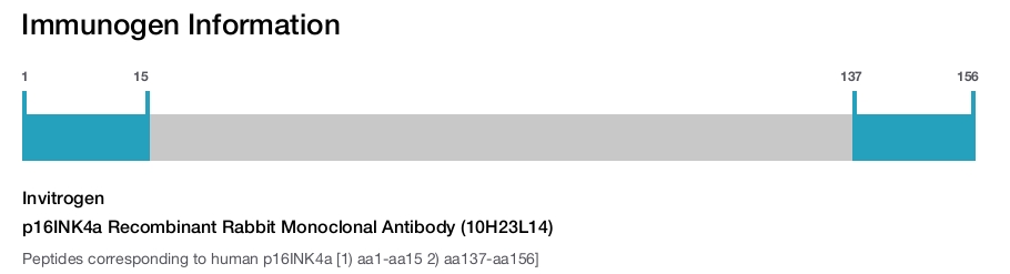 p16INK4a Recombinant Rabbit Monoclonal Antibody (10H23L14)