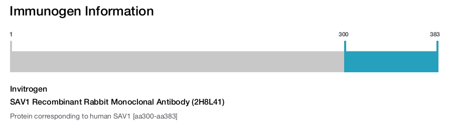 SAV1 Recombinant Rabbit Monoclonal Antibody (2H8L41)