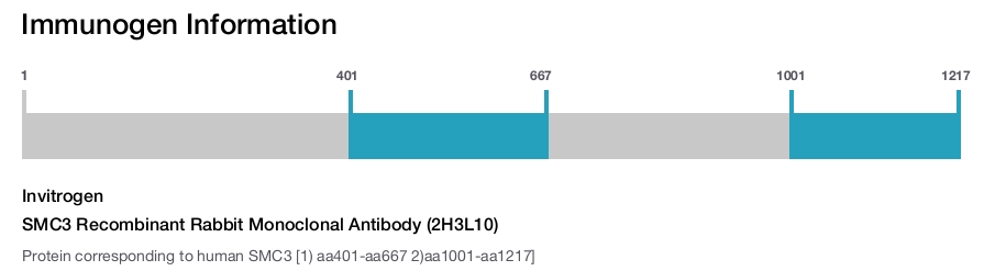 SMC3 Recombinant Rabbit Monoclonal Antibody (2H3L10)