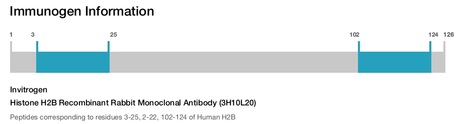 Histone H2B Recombinant Rabbit Monoclonal Antibody (3H10L20)