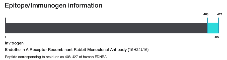 Endothelin A Receptor Recombinant Rabbit Monoclonal Antibody (15H24L16)
