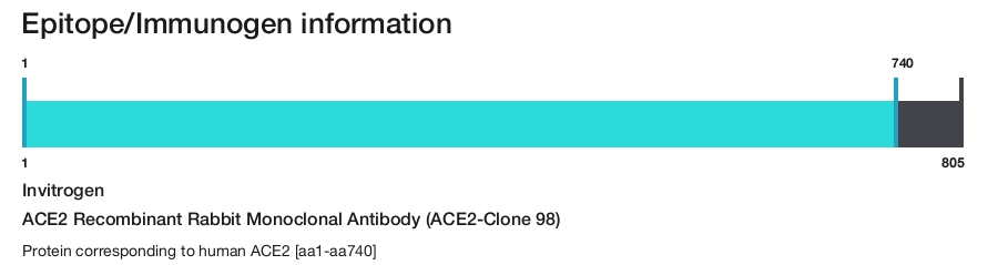 ACE2 Recombinant Rabbit Monoclonal Antibody (ACE2-Clone 98)
