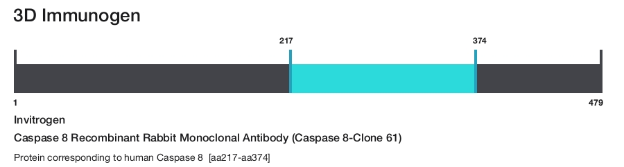 Caspase 8 Recombinant Rabbit Monoclonal Antibody (Caspase 8-Clone 61)