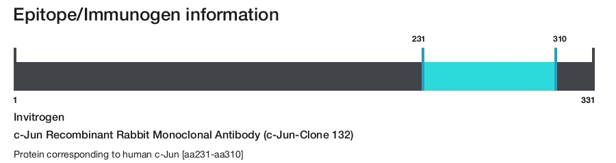 c-Jun Recombinant Rabbit Monoclonal Antibody (c-Jun-Clone 132)