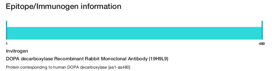 DOPA decarboxylase Recombinant Rabbit Monoclonal Antibody (19H9L9)