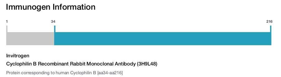 Cyclophilin B Recombinant Rabbit Monoclonal Antibody (3H9L48)