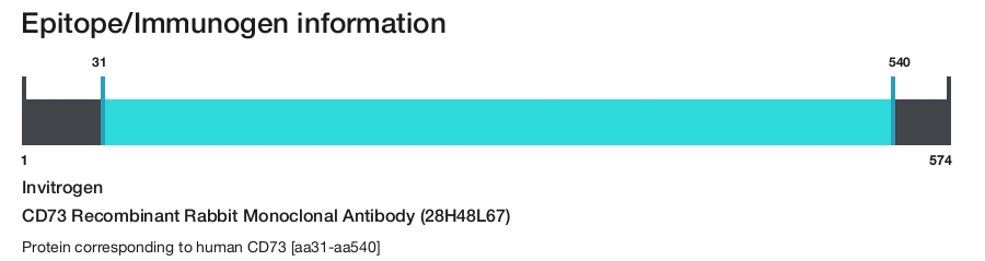 CD73 Recombinant Rabbit Monoclonal Antibody (28H48L67)