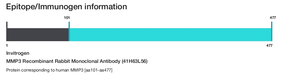 MMP3 Recombinant Rabbit Monoclonal Antibody (41H63L56)