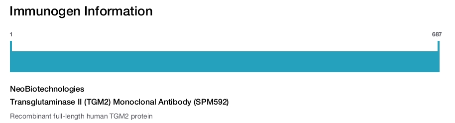Transglutaminase II (TGM2) Monoclonal Antibody (SPM592)