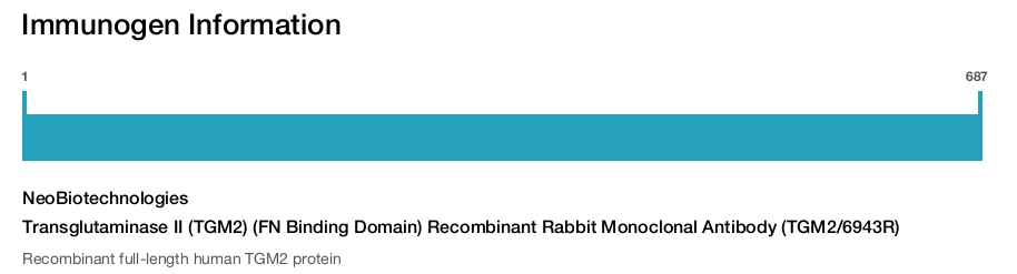 Transglutaminase II (TGM2) (FN Binding Domain) Recombinant Rabbit Monoclonal Antibody (TGM2/6943R)