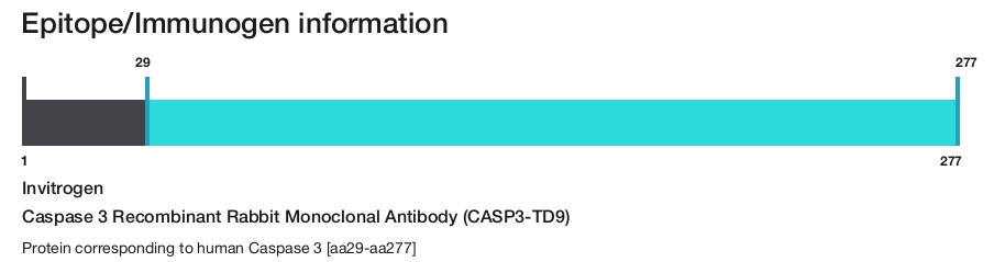 Caspase 3 Recombinant Rabbit Monoclonal Antibody (CASP3-TD9)
