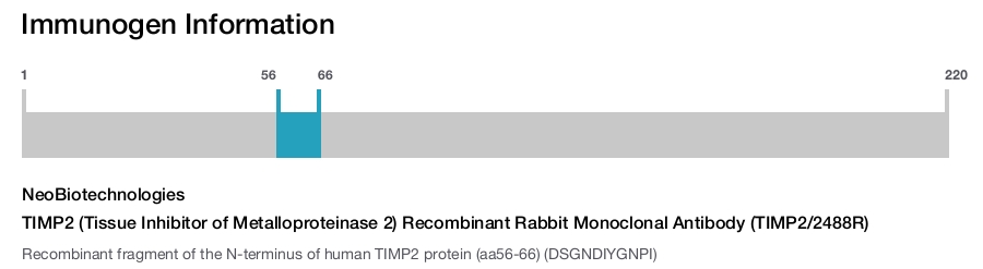 TIMP2 (Tissue Inhibitor of Metalloproteinase 2) Recombinant Rabbit Monoclonal Antibody (TIMP2/2488R)