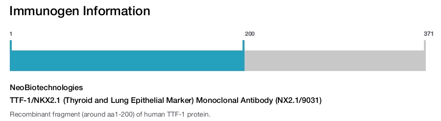 TTF-1/NKX2.1 (Thyroid and Lung Epithelial Marker) Monoclonal Antibody (NX2.1/9031)