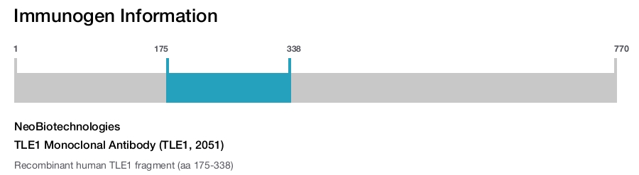 TLE1 Monoclonal Antibody (TLE1, 2051)