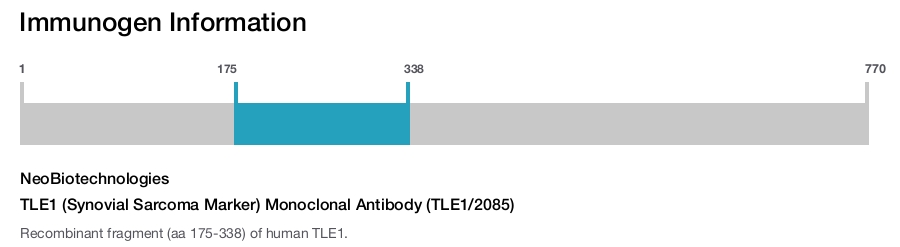 TLE1 (Synovial Sarcoma Marker) Monoclonal Antibody (TLE1/2085)