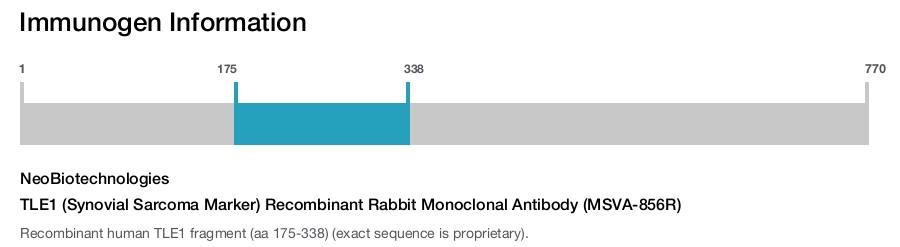 TLE1 (Synovial Sarcoma Marker) Recombinant Rabbit Monoclonal Antibody (MSVA-856R)