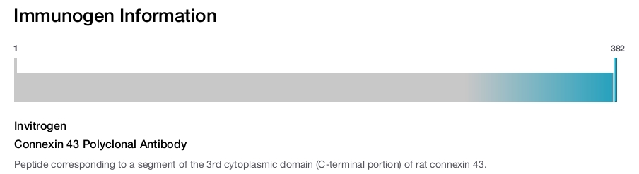 Connexin 43 Polyclonal Antibody