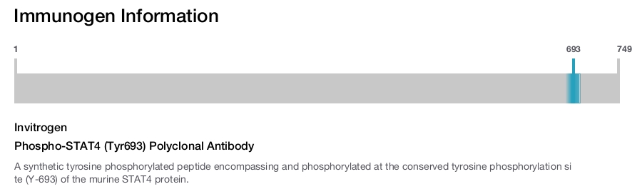 Phospho-STAT4 (Tyr693) Polyclonal Antibody
