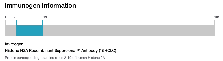 Histone H2A Recombinant Superclonal™ Antibody (15HCLC)