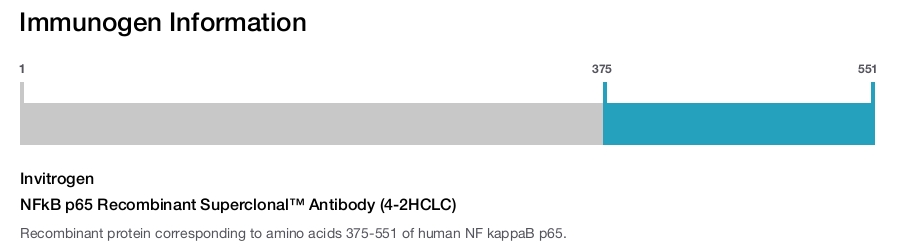 NFkB p65 Recombinant Superclonal™ Antibody (4-2HCLC)