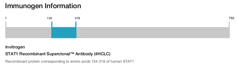 STAT1 Recombinant Superclonal™ Antibody (4HCLC)