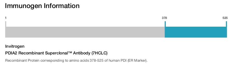 PDIA2 Recombinant Superclonal™ Antibody (7HCLC)