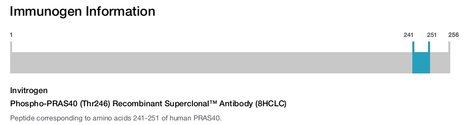 Phospho-PRAS40 (Thr246) Recombinant Superclonal™ Antibody (8HCLC)
