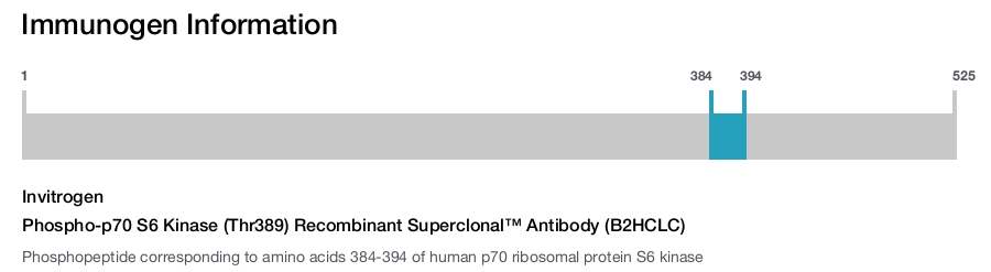 Phospho-p70 S6 Kinase (Thr389) Recombinant Superclonal™ Antibody (B2HCLC)