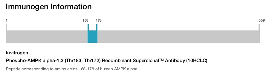 Phospho-AMPK alpha-1,2 (Thr183, Thr172) Recombinant Superclonal&trade; Antibody (10HCLC)