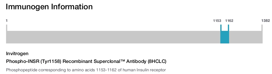 Phospho-INSR (Tyr1158) Recombinant Superclonal™ Antibody (8HCLC)