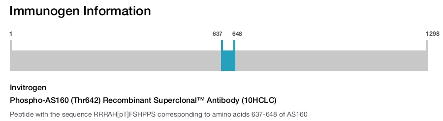 Phospho-AS160 (Thr642) Recombinant Superclonal™ Antibody (10HCLC)