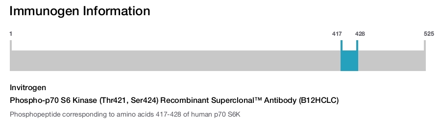 Phospho-p70 S6 Kinase (Thr421, Ser424) Recombinant Superclonal™ Antibody (B12HCLC)