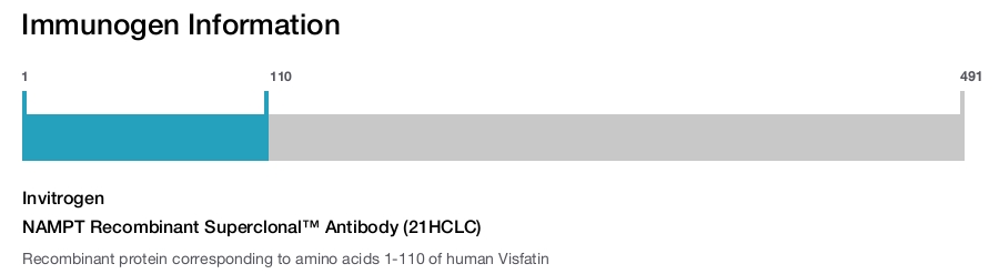 NAMPT Recombinant Superclonal™ Antibody (21HCLC)