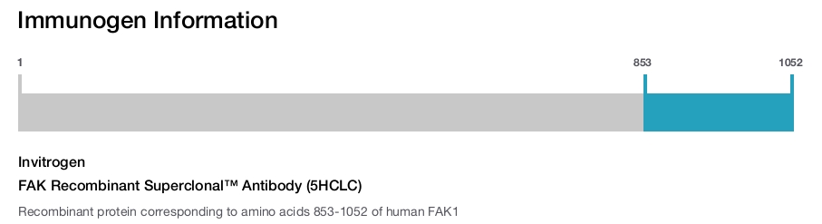 FAK Recombinant Superclonal™ Antibody (5HCLC)
