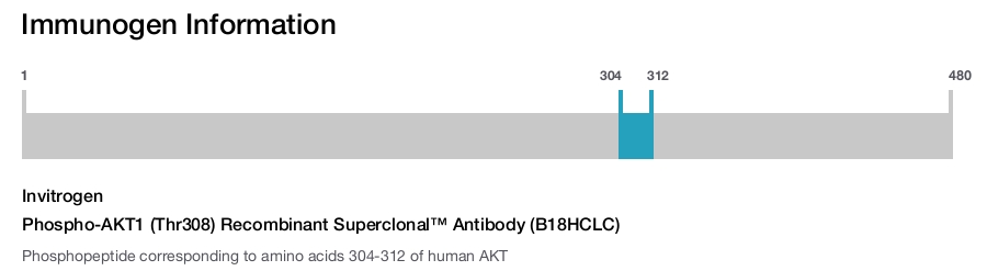 Phospho-AKT1 (Thr308) Recombinant Superclonal™ Antibody (B18HCLC)